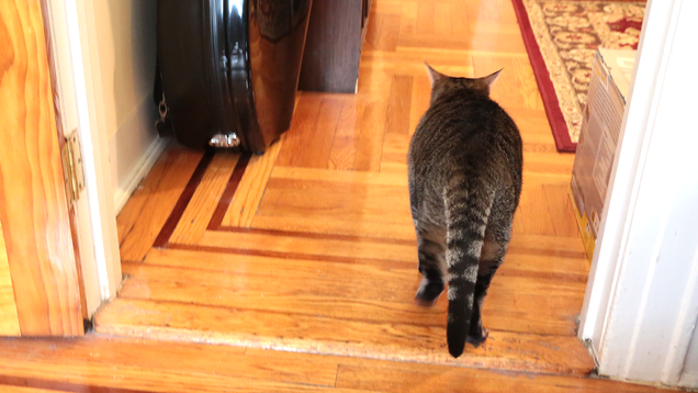 Illustration for article titled I Played Music for a Cat. Here's How the Cat Reacted.
